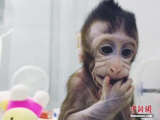 资料图:中国科学家成功培育全球首个体细胞克隆猴。 图片来源:中科院神经所供图