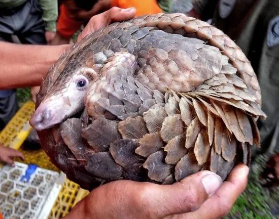 11.9吨!深圳查获迄今最大穿山甲鳞片走私案!至