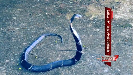 打蛇打七寸?你们都想多了 教你一招制胜!