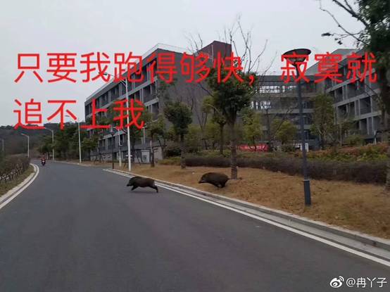 生态校园版:南京野猪大学欢迎您!