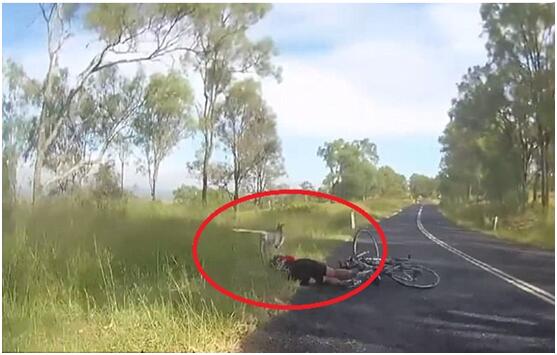 调皮!澳女子乡间骑行被撞倒 肇事者竟为一只袋鼠