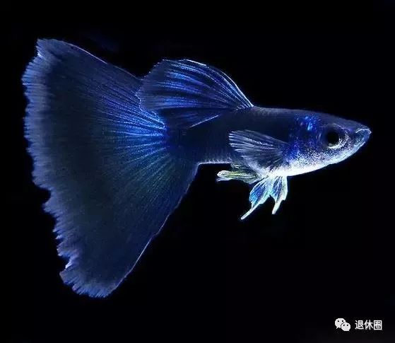 百条罕见孔雀鱼送给群里的朋友美呆了