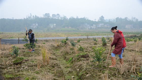 梁平:仁贤镇流转两千多亩土地种植沙糖桔|五一