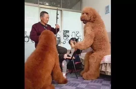【最强回复】巨型泰迪听老爷爷拉二胡 乖巧得像个200斤的孩子_新浪新闻