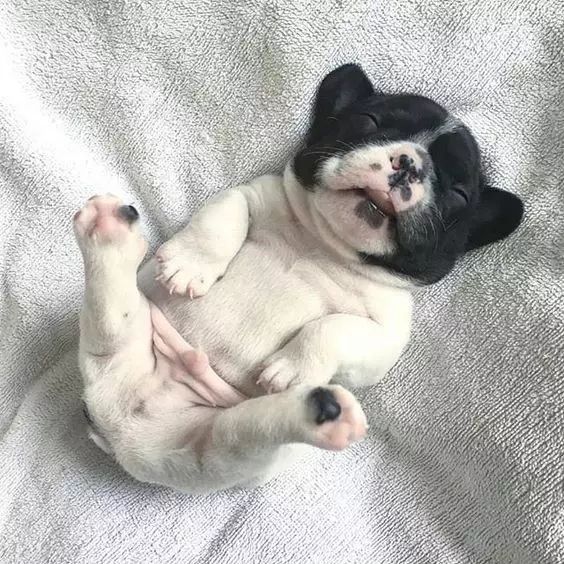 新手养法斗值得知道的一切