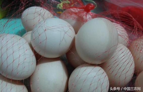 教你几招快速辨别市场上的真假鸡蛋？