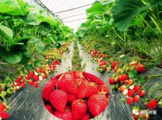 重庆冬草莓采摘最强攻略新鲜出炉!|自驾线路|重