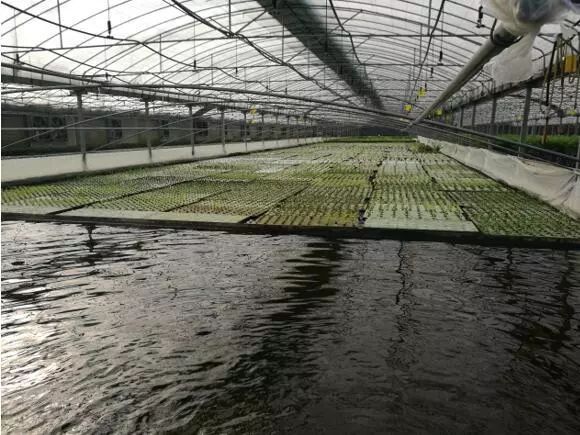 养鱼不换水、种菜不施肥，西安探索精准扶贫新模式