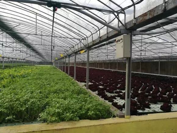 养鱼不换水、种菜不施肥，西安探索精准扶贫新模式