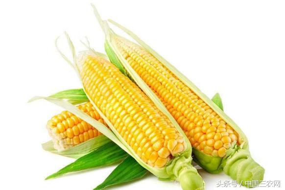 水果玉米是转基因吗？为什么那么甜？