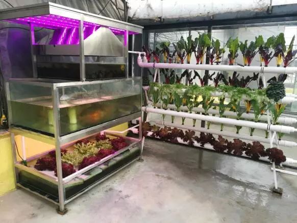 养鱼不换水、种菜不施肥，西安探索精准扶贫新模式