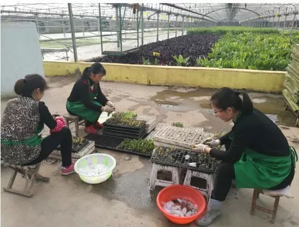 养鱼不换水、种菜不施肥，西安探索精准扶贫新模式