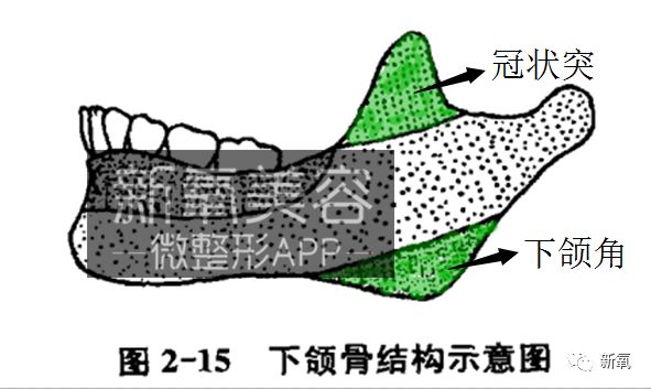 微整形 > 正文   看下图,大家可以简单的理解为,下颌骨原本仅有下图