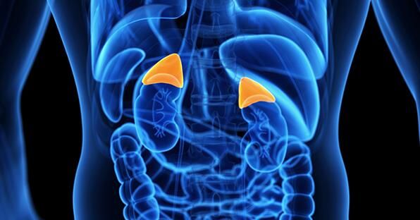 CellRep:重磅!科学家有望开发出人工肾上腺组