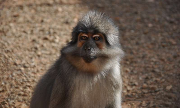 《自然》:灵长类有艾滋病自愈能力,其基因有望