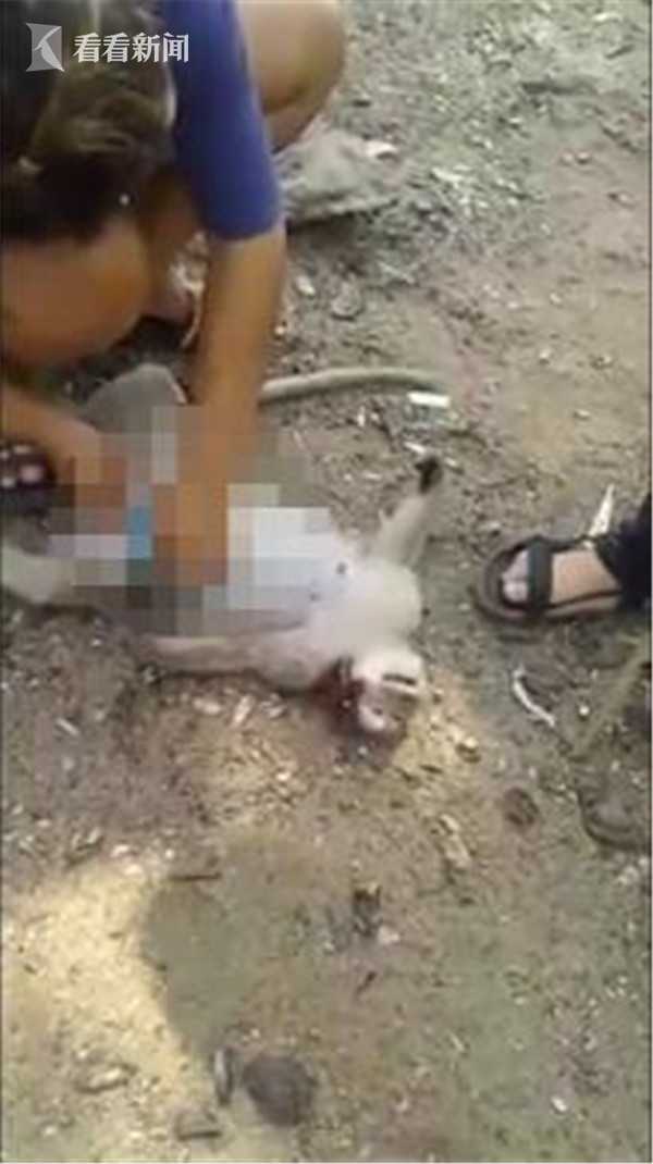 视频｜怀孕母猴遇车祸死亡 女孩现场剖腹救出猴宝宝