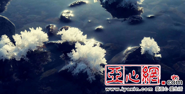 石头上绽放白莲花 新疆阿勒泰现冰花奇景|新