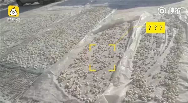 南方人再次被震惊!东北人居然在地上晒饺子…