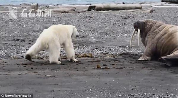 视频|北极熊母子以为可以饱餐一顿 然而现实是