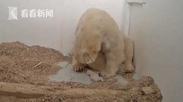视频|母乳不够喝导致脱水 出生26天的小北极熊