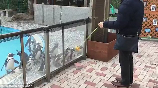 日本海洋馆上演神奇一幕:企鹅跟着溜溜球摇摆