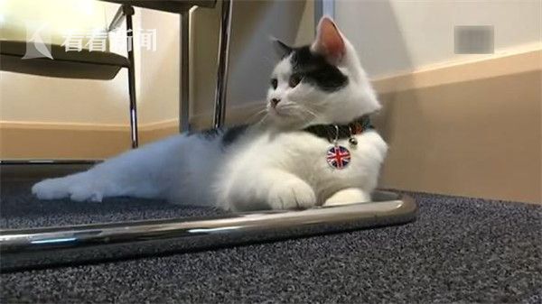 视频|猜猜!英国驻约旦大使馆新进的最萌员工