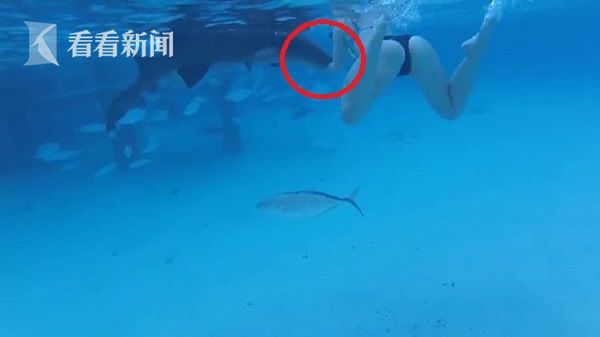 视频|新婚夫妇度蜜月遭鲨鱼袭击 新娘还以为是