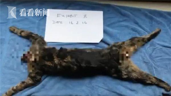 视频英国变态杀手20年杀400只动物血干了再砍掉四肢和头