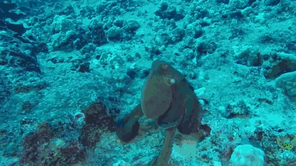 视频|神奇章鱼会变色!章鱼:我只是一丛路过的珊