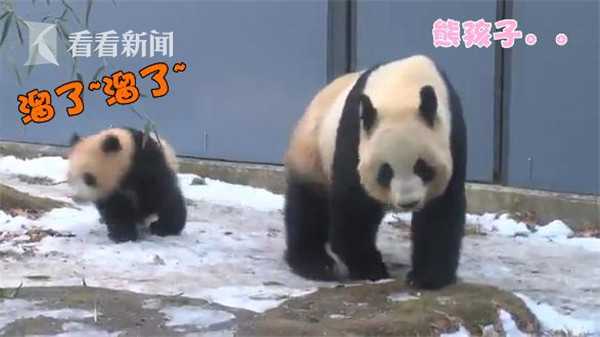 视频|调皮熊猫宝宝撞妈妈 恶作剧成功后飞快逃