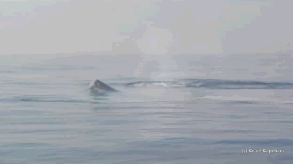 鲸鱼属于什么目 gZ9x-fyrwsqh6899503.gif