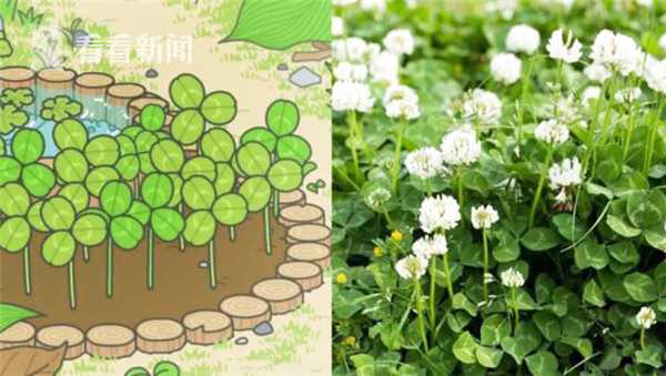 植物专家为你扒一扒旅行青蛙游戏里的花草|花