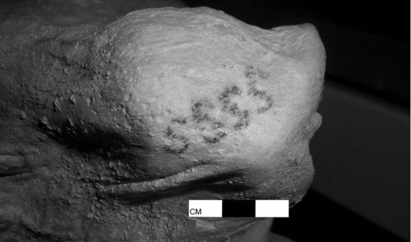 科学家用红外线扫描5000年埃及木乃伊：竟有纹身