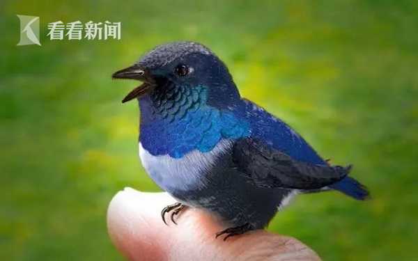 “煎饼鸟”复原图