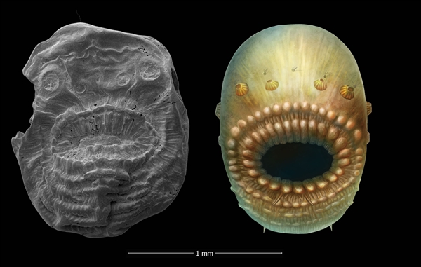 陕南寒武纪宽川铺组毫米级微型动物化石——冠状皱囊虫 图左为皱囊虫标本，图右为其复原图