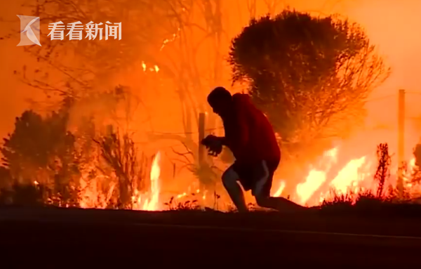 视频|小兔子的大英雄!野兔被困加州山火中 暖男