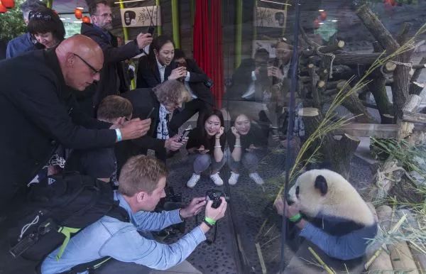 ▲资料图片：2017年7月5日，在柏林动物园内的大熊猫馆，参观者们围观大熊猫“梦梦”。