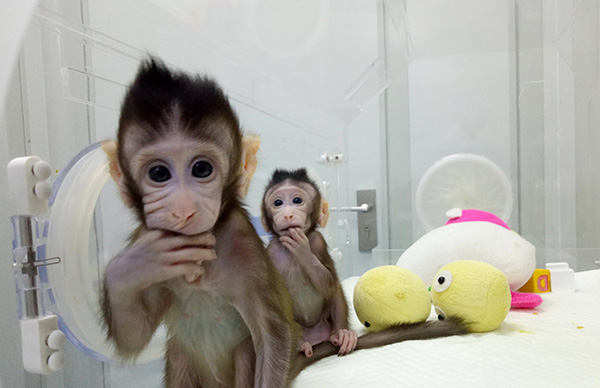 世界首个体细胞克隆猴“中中”和它的妹妹“华华”。东方IC 图