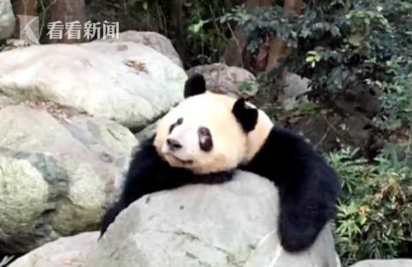 视频|心疼!滚滚的黑眼圈变白了?原是螨虫在作