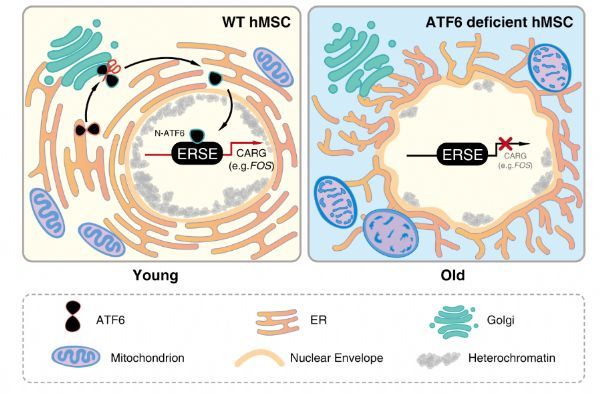 中科院和北京大学合作揭示内质网应激蛋白AT