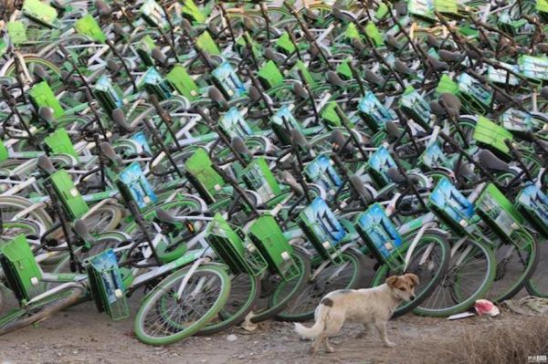 牛拜共享单车被弃路边 押金难退疑似倒闭|共享