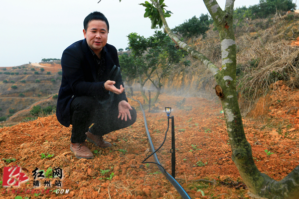 刘杰华)12月15日,靖州苗族侗族自治县甘棠镇杨梅优品示范基地,技术