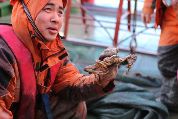 中国第七次北极科考队结束北冰洋作业，考察队员展示底栖生物拖网捕获的螃蟹。新华社