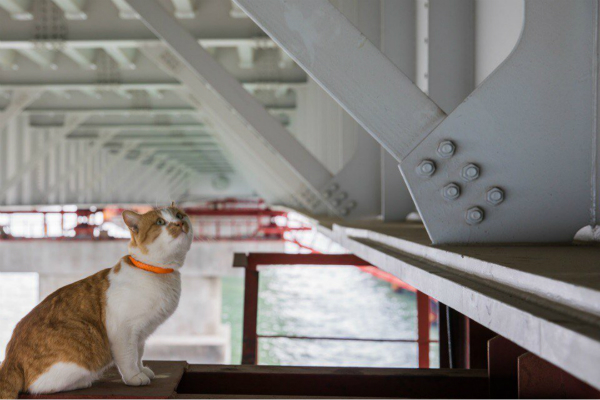 普京工地视察工作 被一只胖橘猫意外抢镜(图)