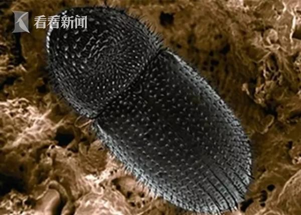 上海口岸咖啡生豆疫情截获创历年新高|疫情|外