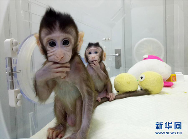 克隆猴“中中”和“华华”在中科院神经科学研究所非人灵长类平台育婴室的恒温箱里(资料照片)。新华社发(中科院神经科学研究所提供)