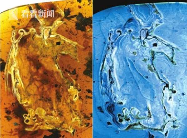 “煎饼鸟”标本自然光照片与荧光照片