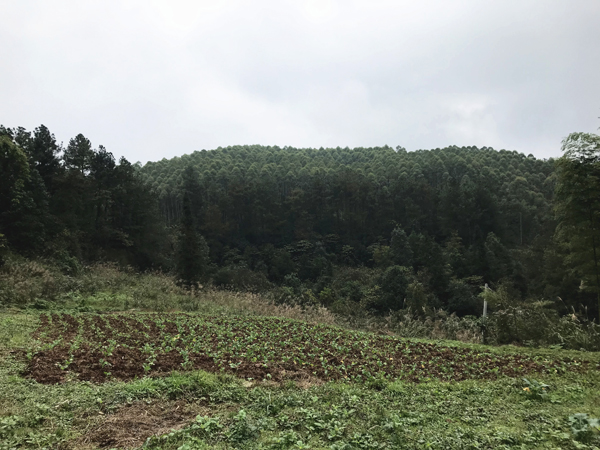 山村景象。
