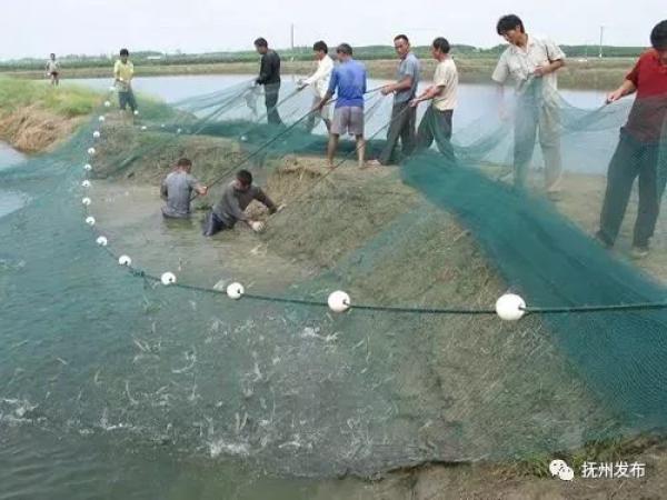 培育6个千亿产业!江西农业要大爆发.|乡村旅游