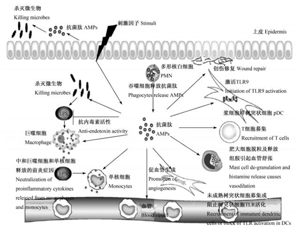 mrsa是什么细菌